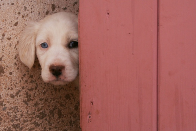Shy Lara - One blue eye, one black eye